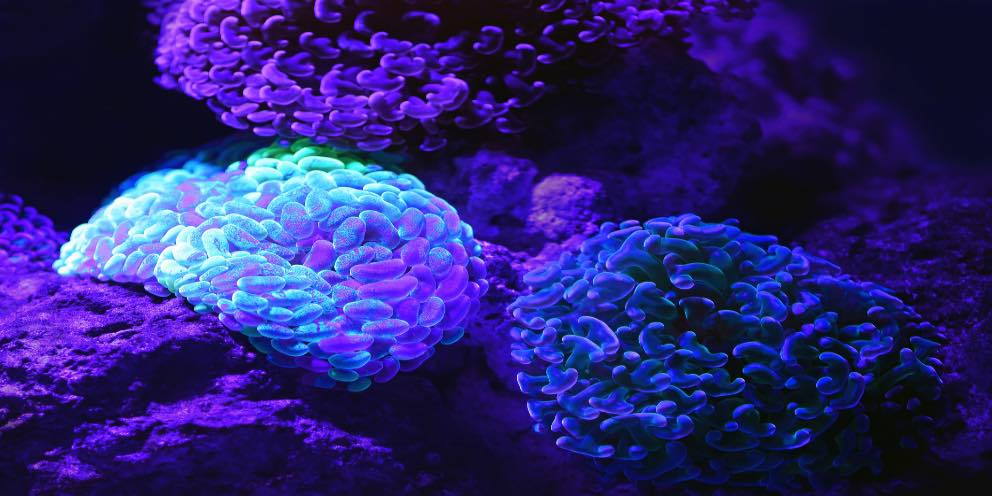 Testare il cervello "esecutivo" in rete! Uno strumento online neuropsicologico per la prevenzione delle nuove dipendenze comportamentali nei giovani
