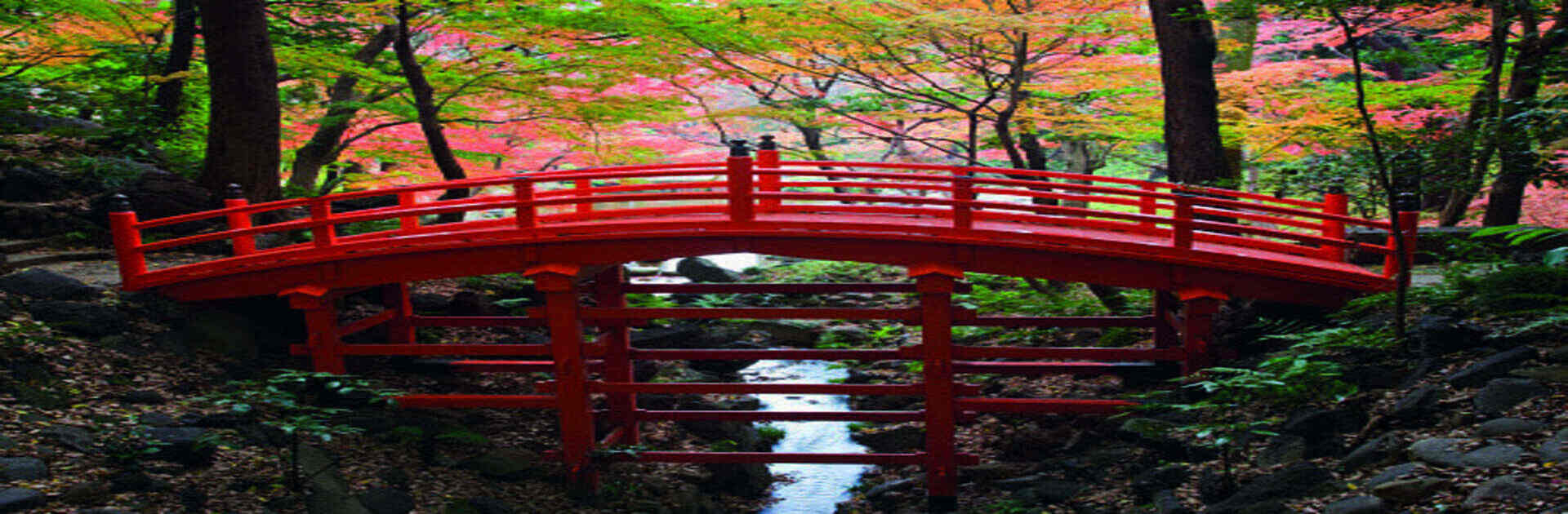 header-image